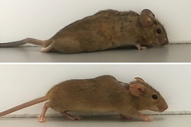 Two to three weeks after treatment, the previously paralyzed mice began to walk.